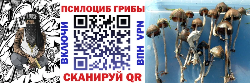 MEGA как войти  Зерноград  Псилоцибиновые грибы мицелий  закладки 